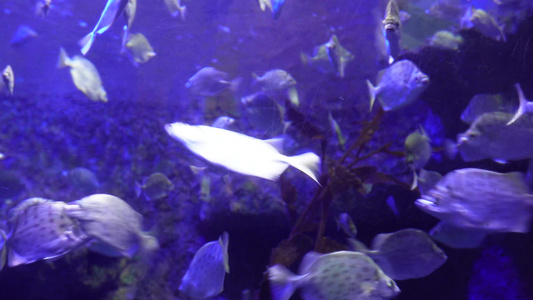 深海鱼群小鱼水下海底世界视频