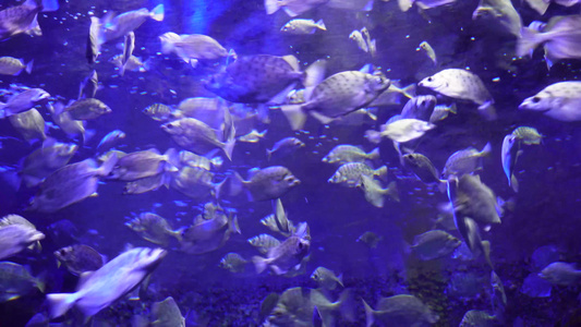 深海鱼群小鱼水下海底世界视频