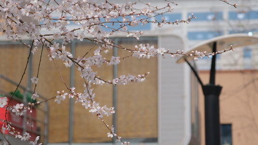春天在微风中盛开的桃花视频
