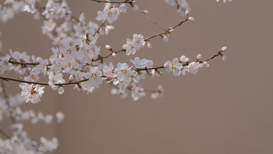 春天在微风中盛开的桃花视频