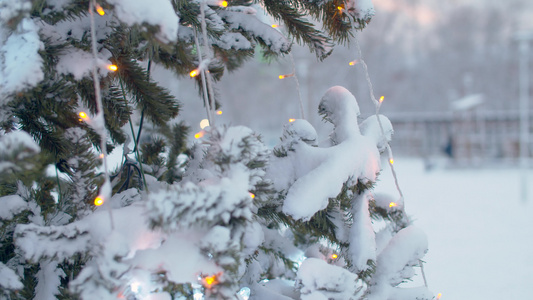 在雪下户外的圣诞树视频