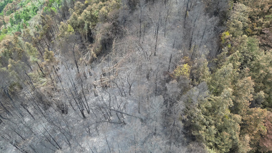 重庆北碚山火过后的缙云山焦土与隔离带航拍资讯素材视频