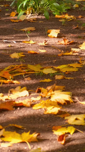 深秋阳光透过树叶照射地上落叶秋天的阳光视频