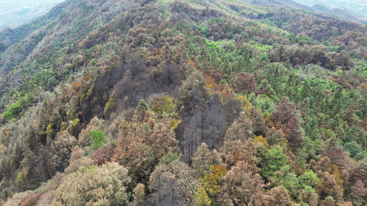 重庆北碚山火过后的缙云山焦土与隔离带航拍资讯素材视频