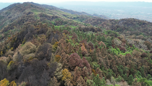 重庆北碚山火过后的缙云山焦土与隔离带航拍资讯素材视频