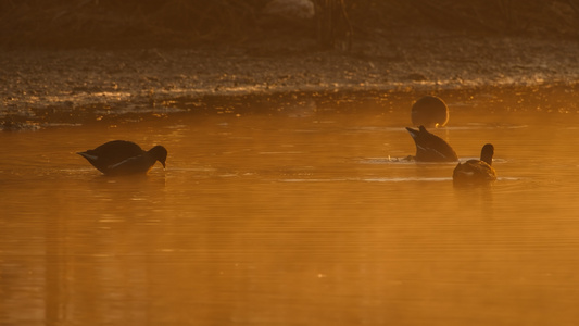 池塘沼泽湿地野生黑水鸡水鸟涉禽留鸟视频