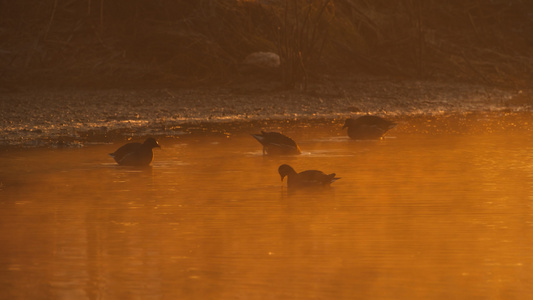 池塘沼泽湿地野生黑水鸡水鸟涉禽留鸟视频
