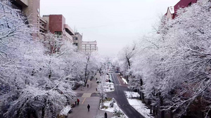 雪白的树木在城市中28秒视频