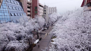 雪白的树木在城市的石屋中20秒视频