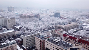 雪白的树木在城市的中8秒视频