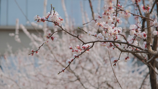 春天在微风中盛开的杏花视频