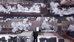 雪白的树木在城市的石屋中31秒视频