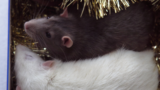 灰色和白色圣诞大鼠视频