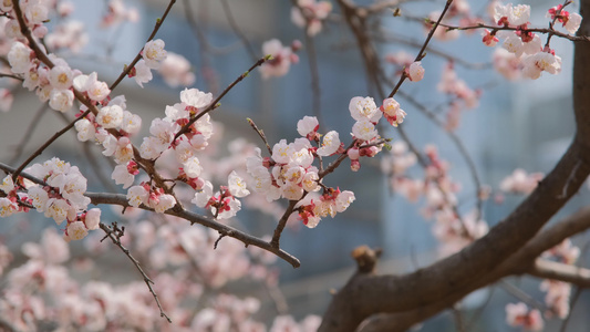春天在微风中盛开的杏花视频