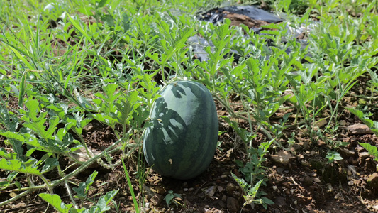 西瓜种植视频