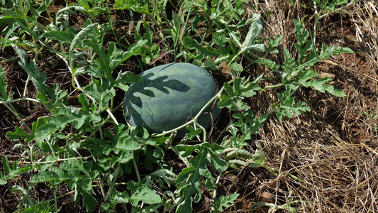 西瓜种植视频