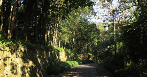 杭州西湖景区森林 林间小路 幽静唯美视频