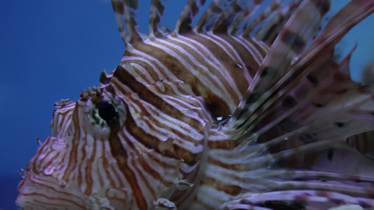 狮子鱼观赏鱼海洋生物视频