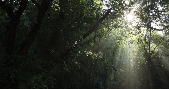 森林丁达尔光影晨雾树林唯美阳光树林视频