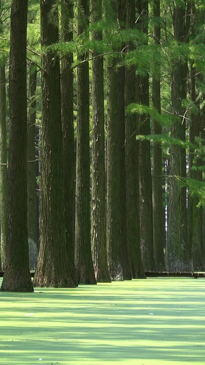 江苏扬州水上森林夏季风光自然风光32秒视频