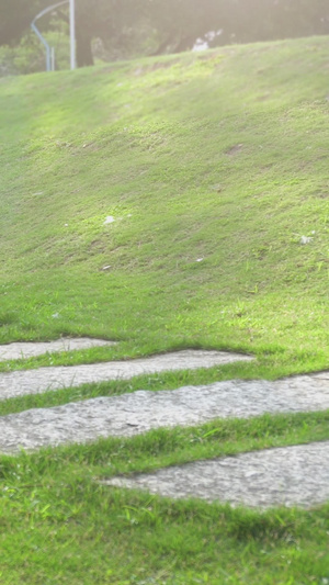 夏季绿色草地空镜素材12秒视频