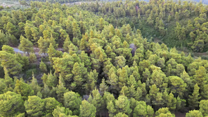 地中海希腊地貌上的森林19秒视频