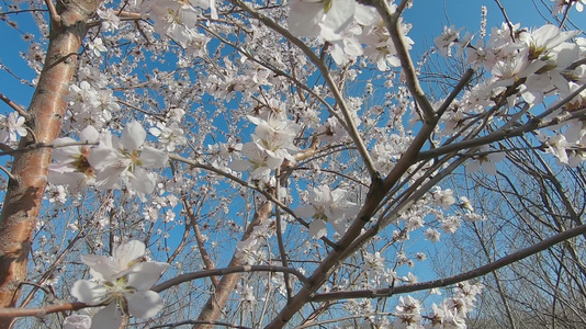 春季果树开花梨花素材背景视频