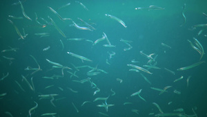 海下自然栖息地中的鱼13秒视频