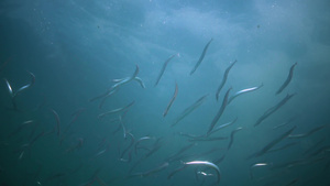 海下自然栖息地中的鱼20秒视频