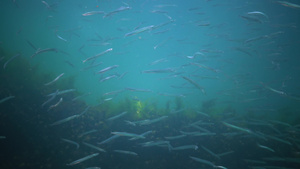 海下自然栖息地中的鱼24秒视频