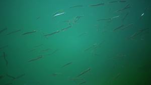 海下自然栖息地中的鱼17秒视频