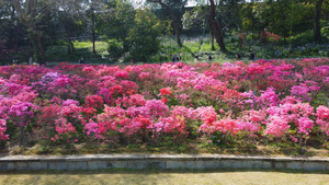 南京老门东杜鹃花5秒视频