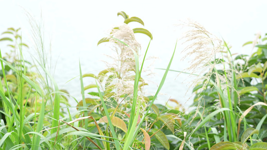 风吹芦苇实拍 视频