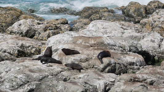 睡在新西兰南部岛屿Kaikoura的岩石上视频