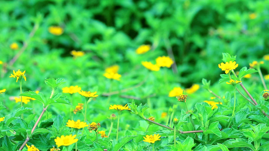 小黄星花朵在花园中开花视频