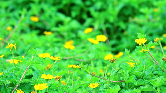 小黄花朵在花园中开花视频