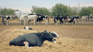 在养殖畜牧业农场饲养的荷斯坦奶牛14秒视频