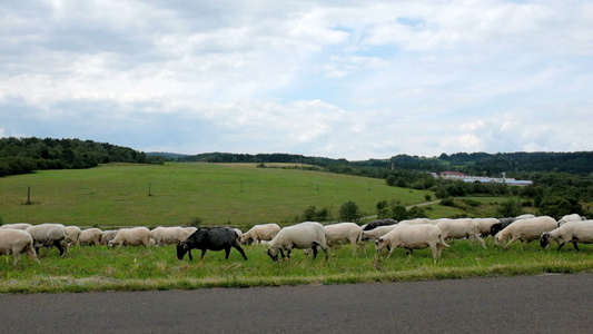 牧羊群绵羊在放牧视频