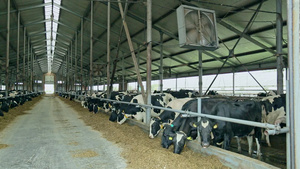 在现代谷仓里喂养的奶牛9秒视频