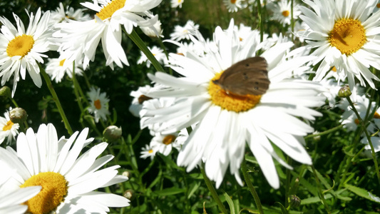 在阳光明媚的一天美丽的田地仙女蝴蝶在花朵上降落失去视频