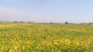 油菜花田全景8秒视频