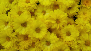 以绿叶为背景的美丽黄色花朵18秒视频