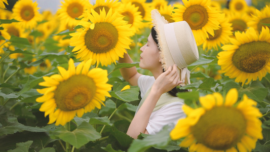 4K向日葵花海里的少女视频