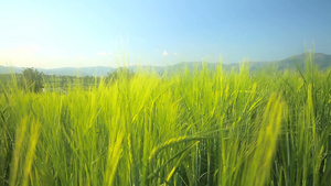 大麦在草地上25秒视频