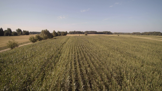 无人驾驶飞机飞越一个田地播种玉米视频