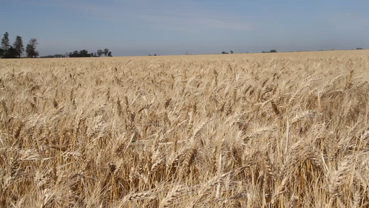 在阿根廷农村种植小麦的农庄视频
