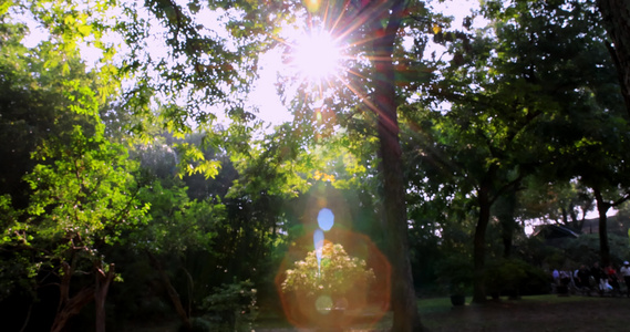 苏州园林拙政园阳光穿透树叶 唯美耶稣光视频