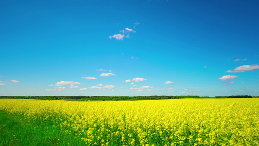 Canola字段全景时间折叠视频