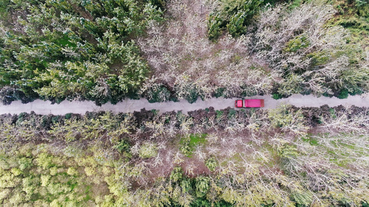 原始森林道路视频