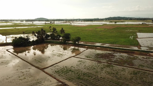 飞越马来西亚绿稻田的空中飞行视频